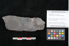 Foto (Objekt + Etikett) von Sphenophyllum schlotheimii Brongniart (NHMW-GEO-2024-0188-11015)